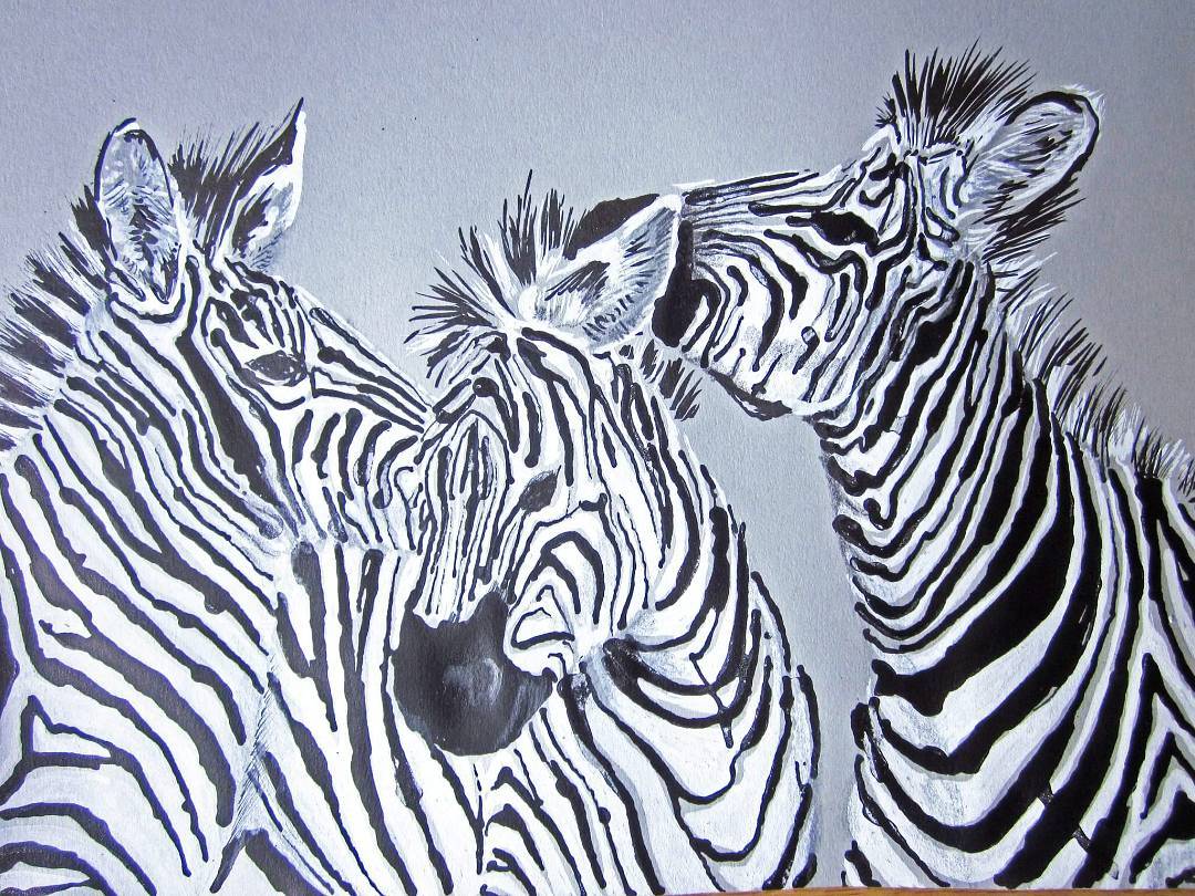 1080x810 Three Zebras