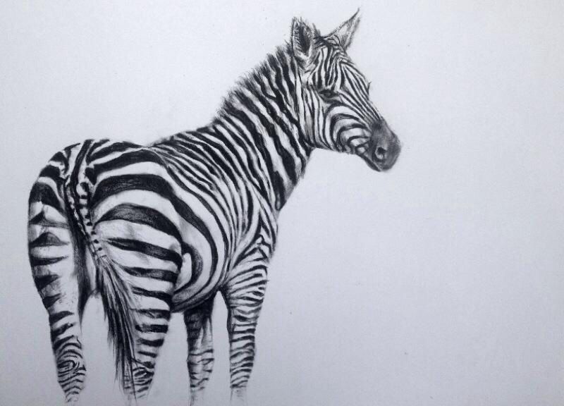 800x576 Zebra Drawing, Carbon. A3 Wildlife Art