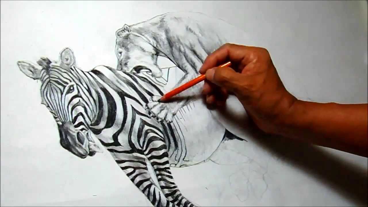 1280x720 Lion Hunting A Zebra Charcoal Drawing