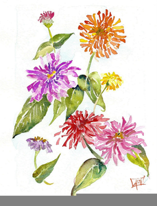 229x300 Zinnia Flower Drawing Free Images