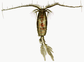 269x199 The Iron Hypothesis