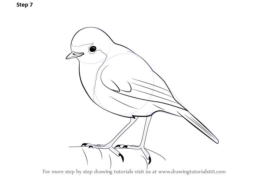 842x596 Learn How To Draw A Robin (Birds) Step By Step Drawing Tutorials