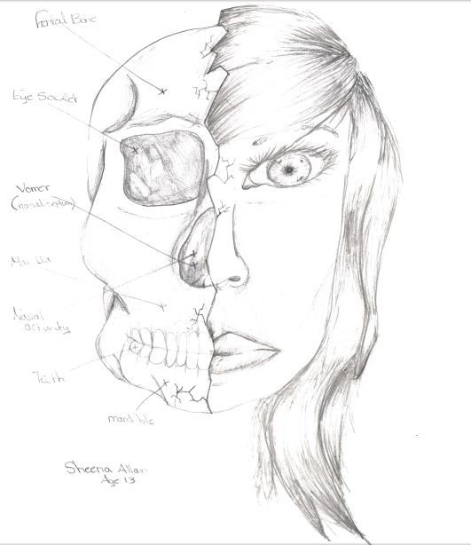 531x614 332 Best Specimen Drawing 2015 Images On Awards