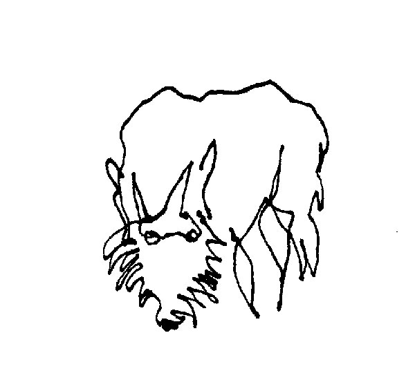 600x550 Drawing Animals