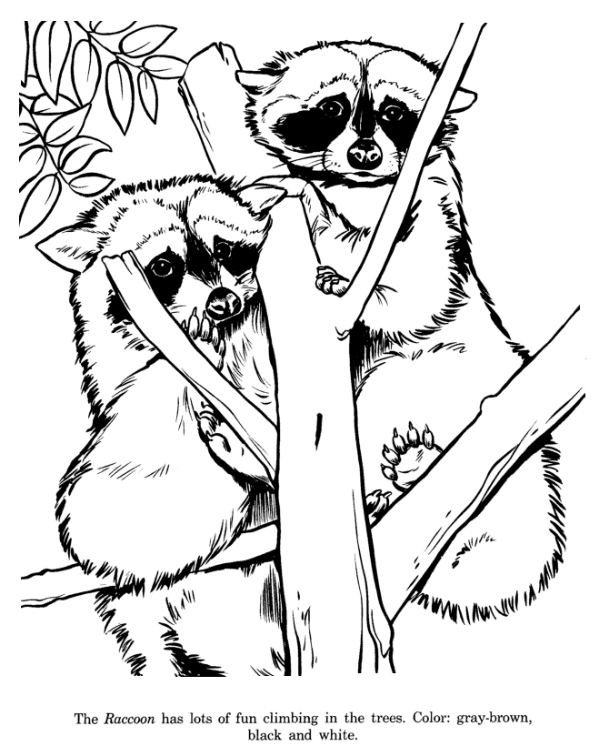 670x820 Animal Drawings Coloring Pages Raccoon Animal Identification
