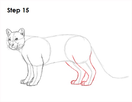 500x386 How To Draw A Cougar