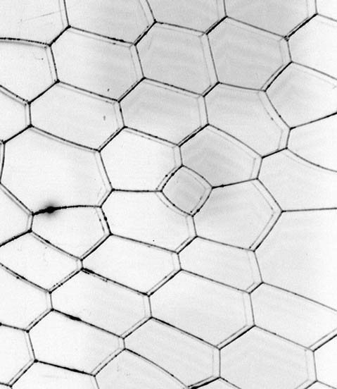 479x552 File2 Dimensional Foam (Colors Inverted).jpg