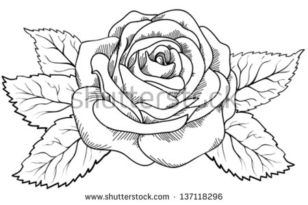 450x300 Drawn Rose Outline
