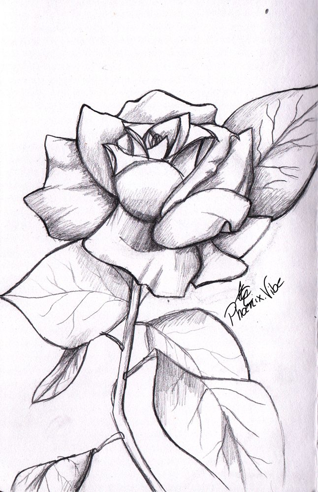 646x1000 Gallery Pencil Drawing Art Of 3 Rose,