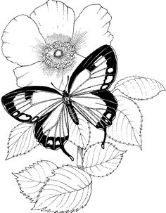236x303 Butterfly On Flower Drawings Pencil 3d Butterfly Drawings
