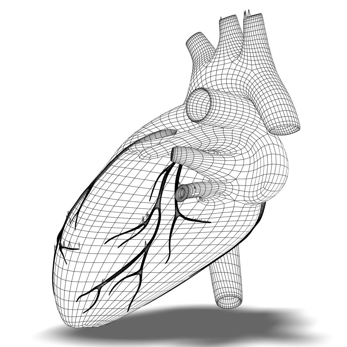 1200x1200 3d Human Heart Anatomy Cgtrader