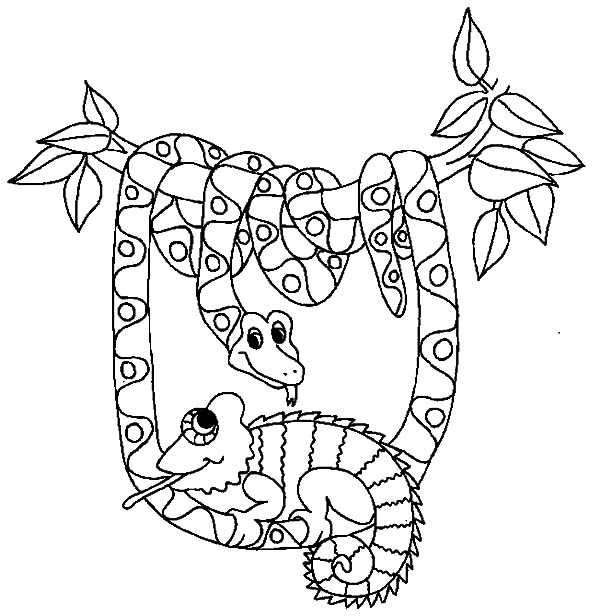 600x616 Cameleon Be Friend With Snake Coloring Pages Best Place To Color