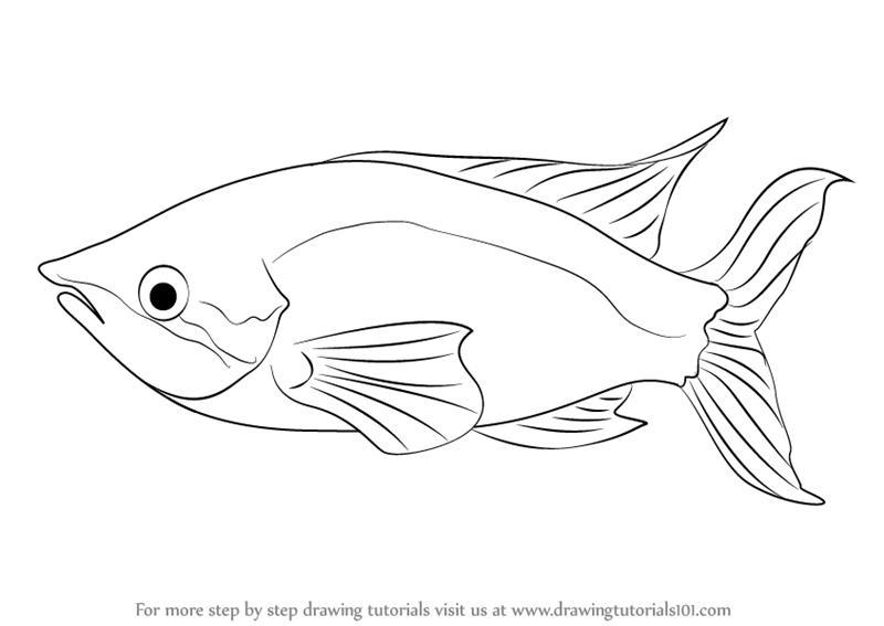800x567 Fish Drawing