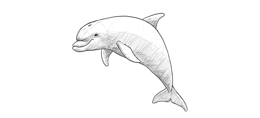 850x387 How To Draw A Dolphin Step By Step