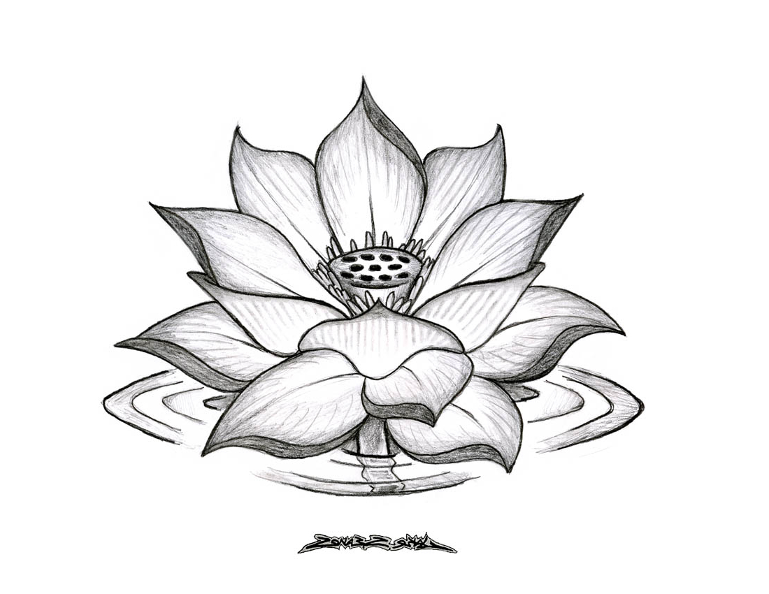 1100x850 3d Top Side Lotus Flowers Sketch