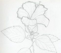 250x218 Simple Drawings Of Hibiscus Flowers ~ Mulberry Sketch,art