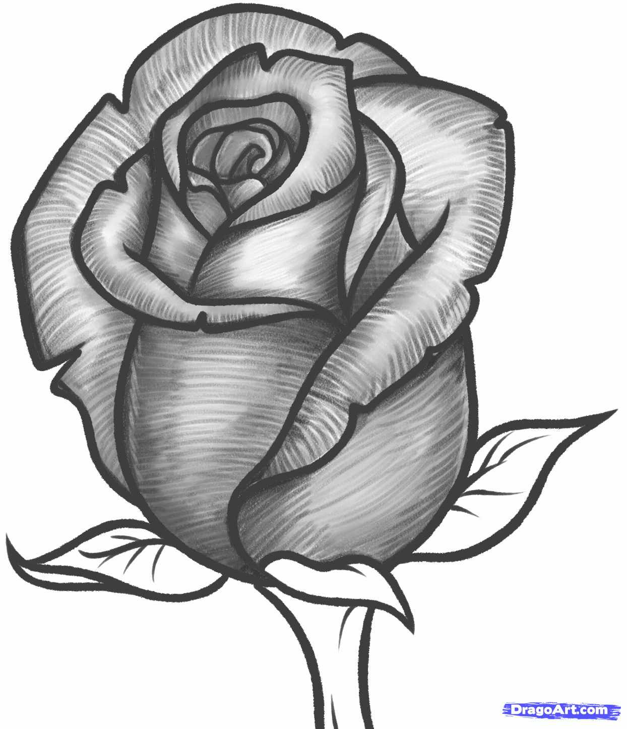 1244x1446 Photos Sketches Rose Flower,