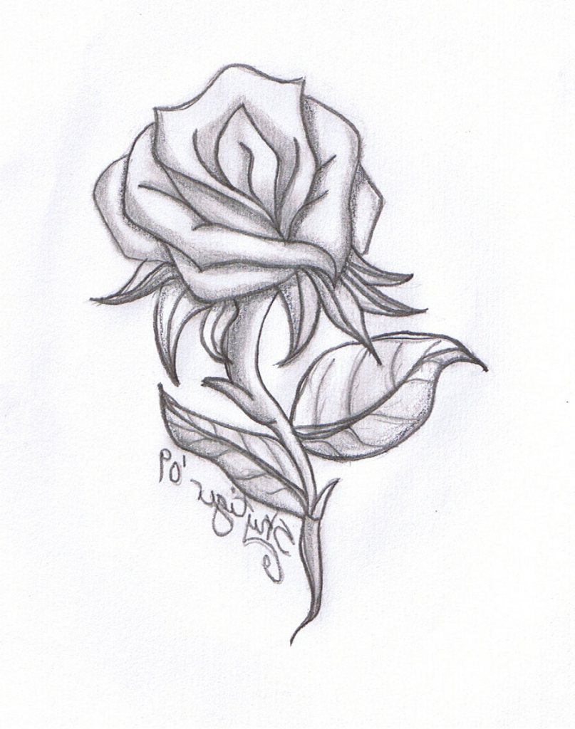 807x1024 Rose' Flower Group Pencil Sketch 7 Best Drawing Images