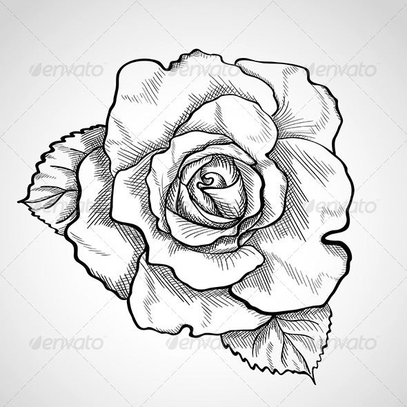 590x590 Sketch Rose With Leaves By Wertaw Graphicriver