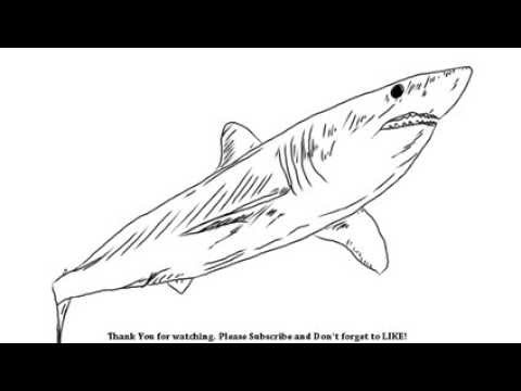 480x360 How To Draw A Shark Yzarts Yzarts