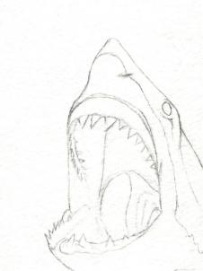 226x302 How To Draw A Shark Head Step 5 Projects To Try