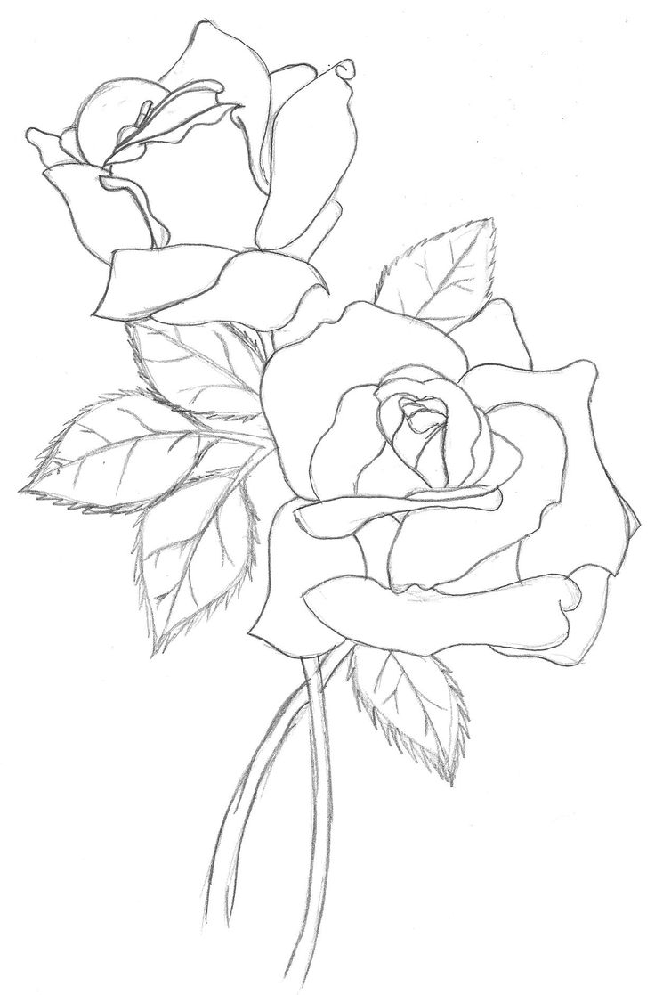 736x1117 Full Hd Rose Line Drawing Photo 3d Best Rose Outline Ideas