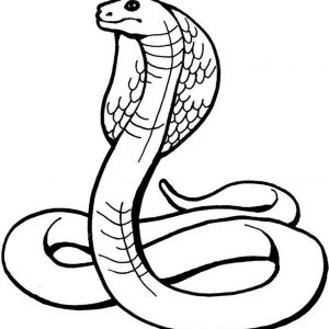 300x300 Snake Drawing Clipart Best Pixgxlzt Adult