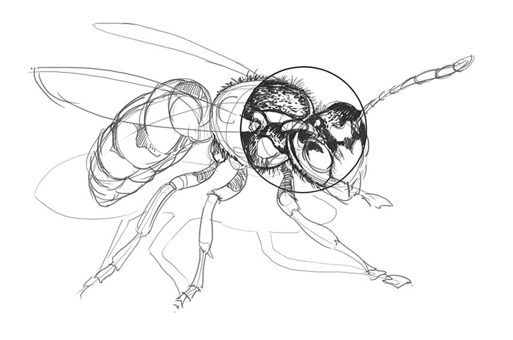 720x478 Lesson 4 Drawing Insects And Arachnids
