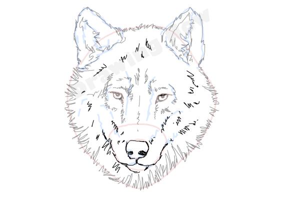 600x400 How To Draw A Wolf Face