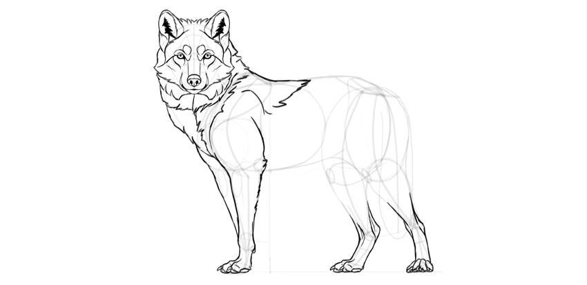 850x413 How To Draw A Wolf Step By Step