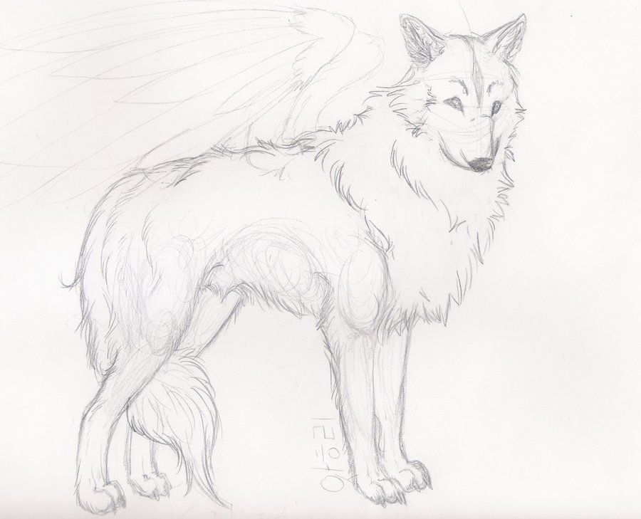 900x729 Photos Sketch Of A Wolf,