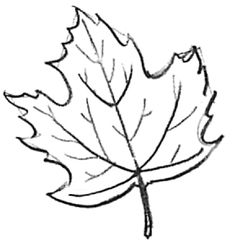 236x243 How To Draw Simple Leaves How To Draw Leaves