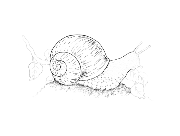 600x456 How To Draw Different Kinds Of Texture With Ink And Nib