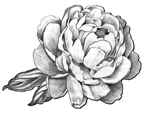 480x405 Drawn Peony Peony Flower