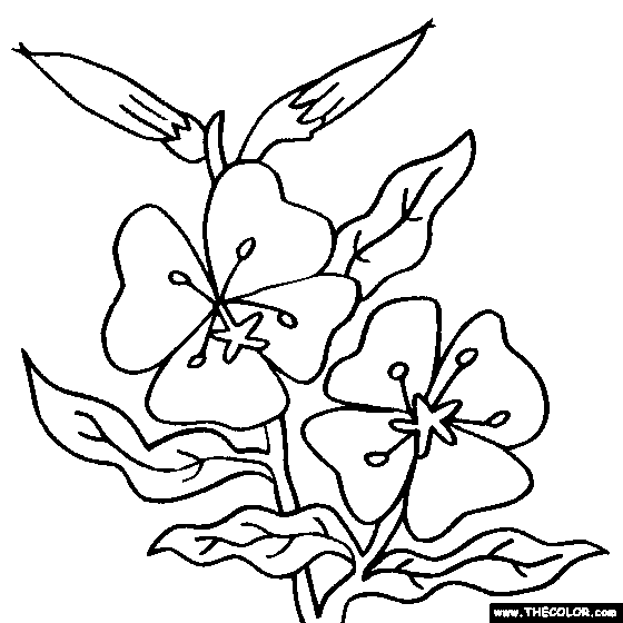 560x560 Flower Coloring Pages Color Flowers Online Page 1