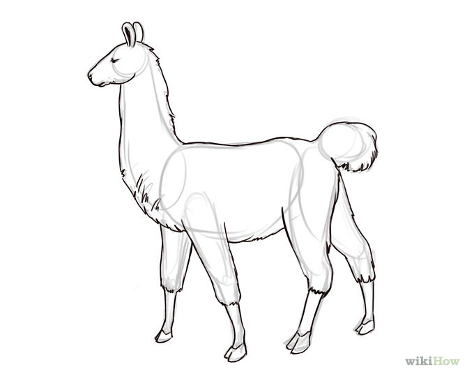 670x536 How To Draw A Llama 6 Steps