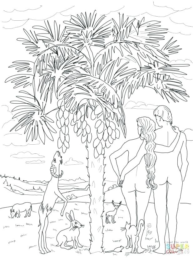 618x824 Seven Days Creation Coloring Pages Bible Pic Photo Story