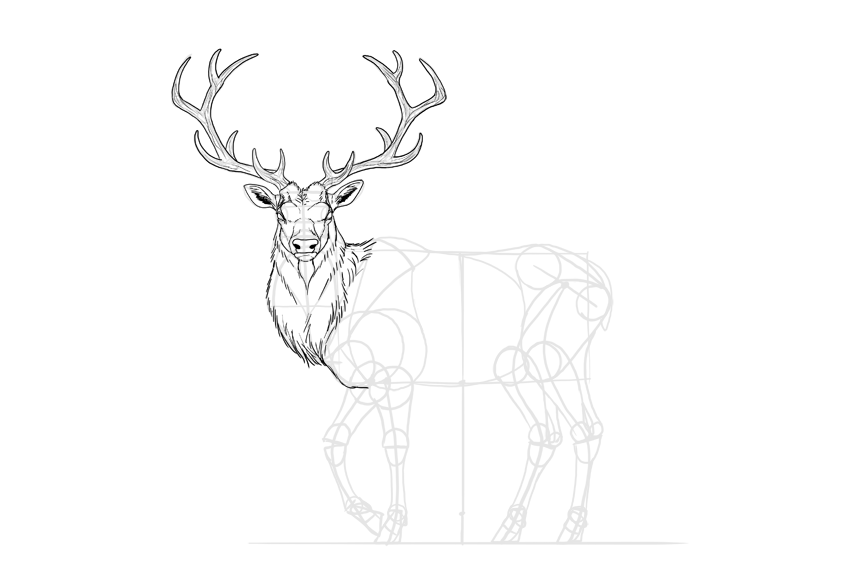 850x566 How To Draw A Deer Step By Step