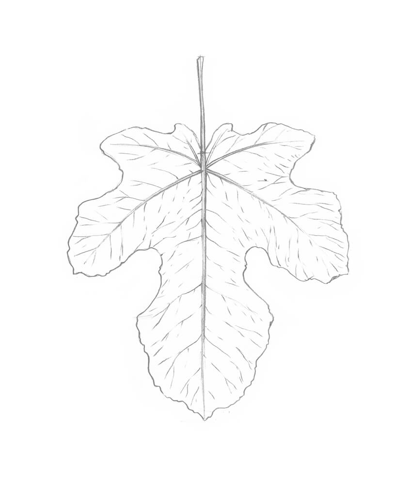 850x990 How To Draw A Leaf Step By Step