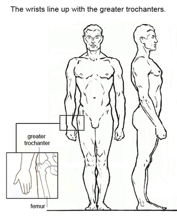 352x442 7 Figure Drawing Proportions To Know