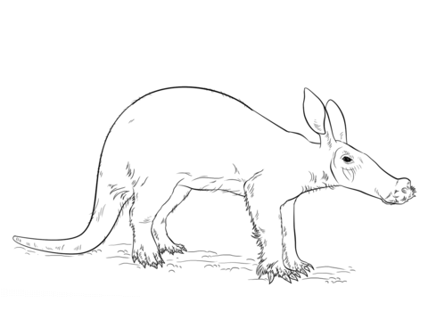 480x359 Aardvark Coloring Page Free Printable Coloring Pages