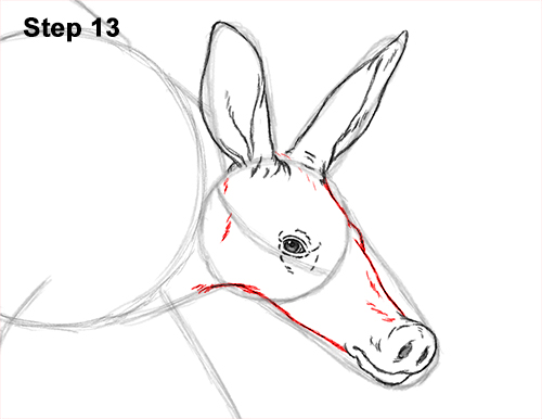 500x386 How To Draw An Aardvark
