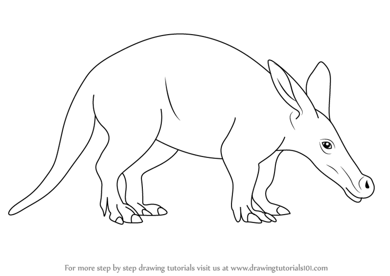 800x566 Learn How To Draw An Aardvark (Wild Animals) Step By Step