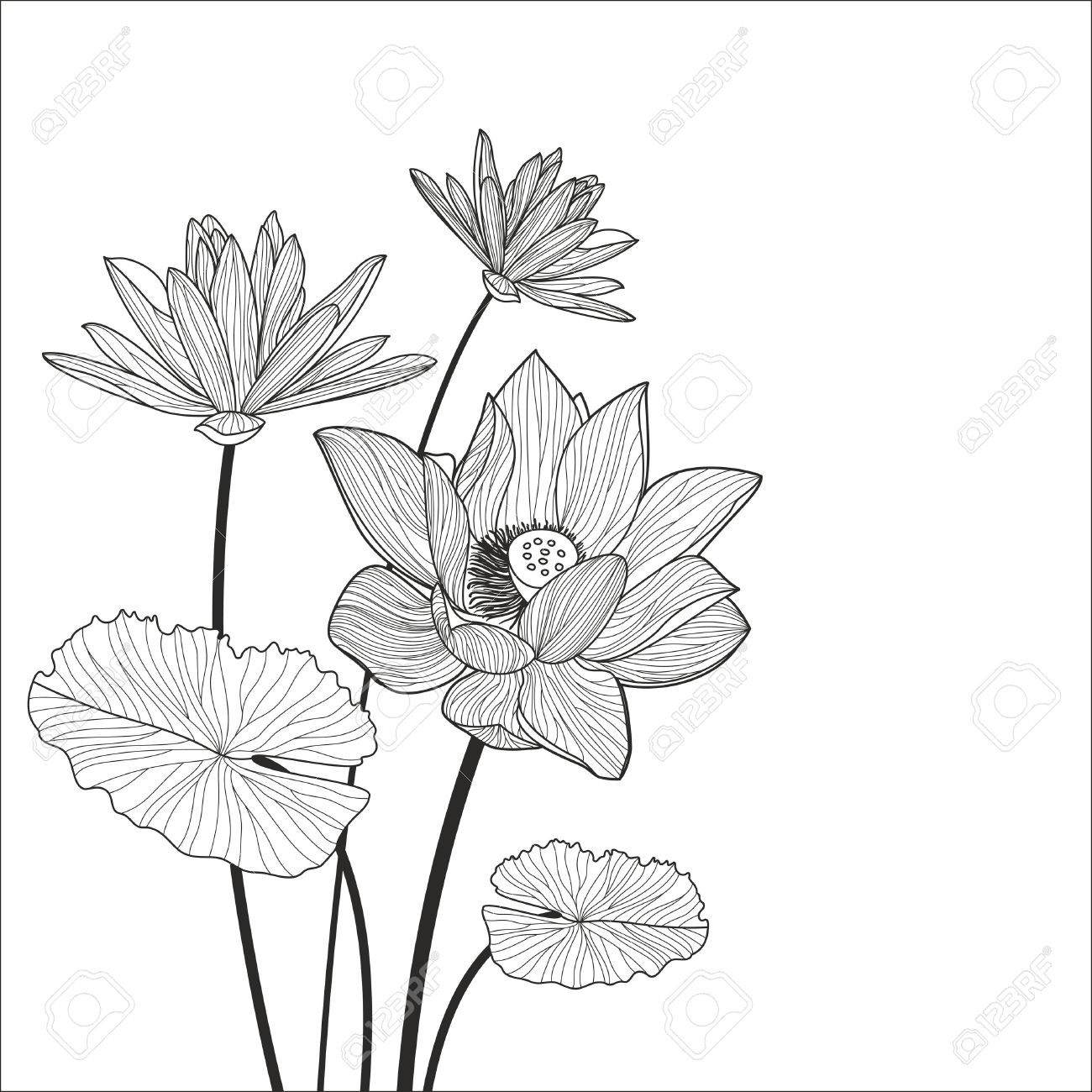 1300x1300 Lotus Flower Line Drawing Beautiful Lotus Flower Line Illustration