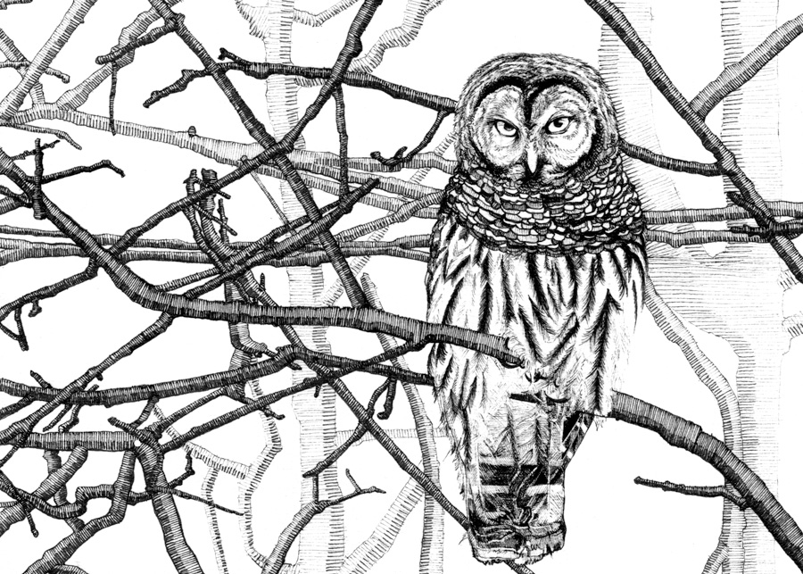 900x643 Abstract Amp Nature Arieldraws