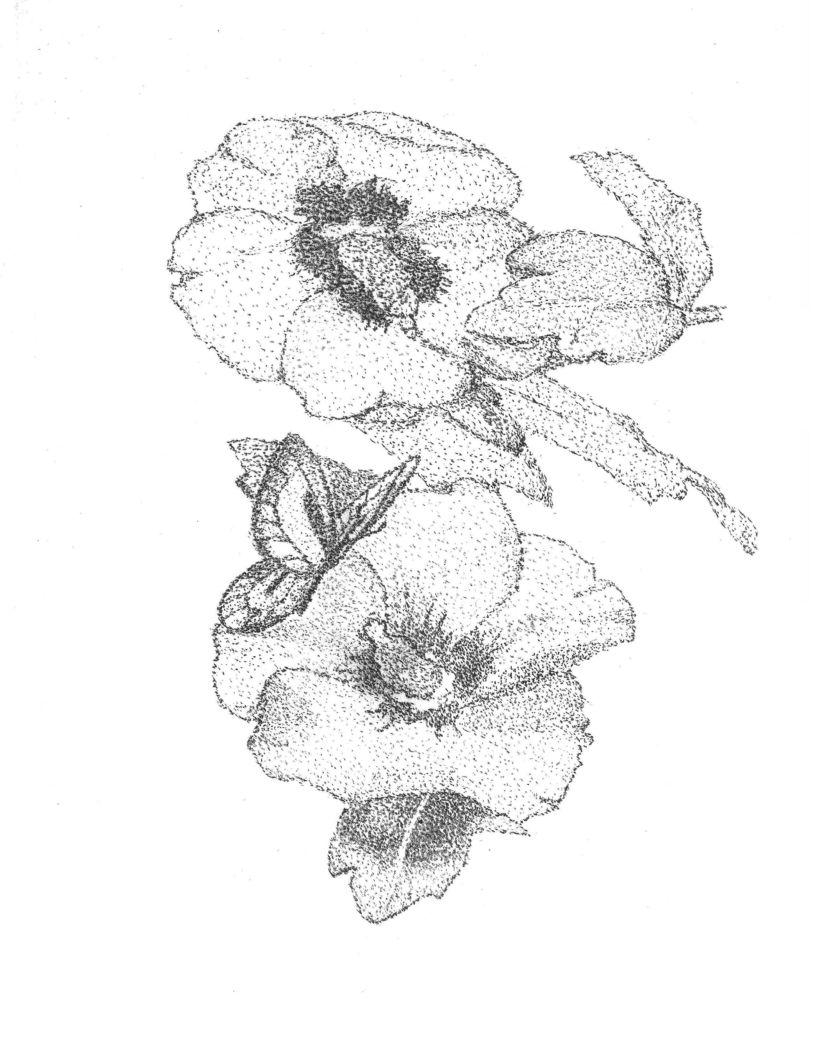 819x1056 Rose Of Sharon Drawing