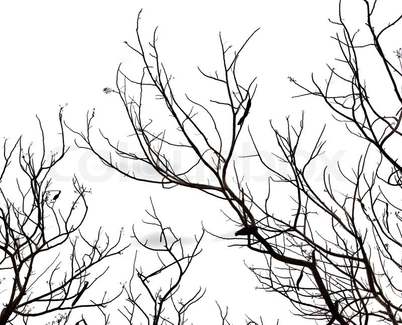 800x646 Leafless Tree Branches Abstract Background Black And White Stock
