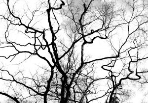 300x210 Abstract Drawing Of Trees