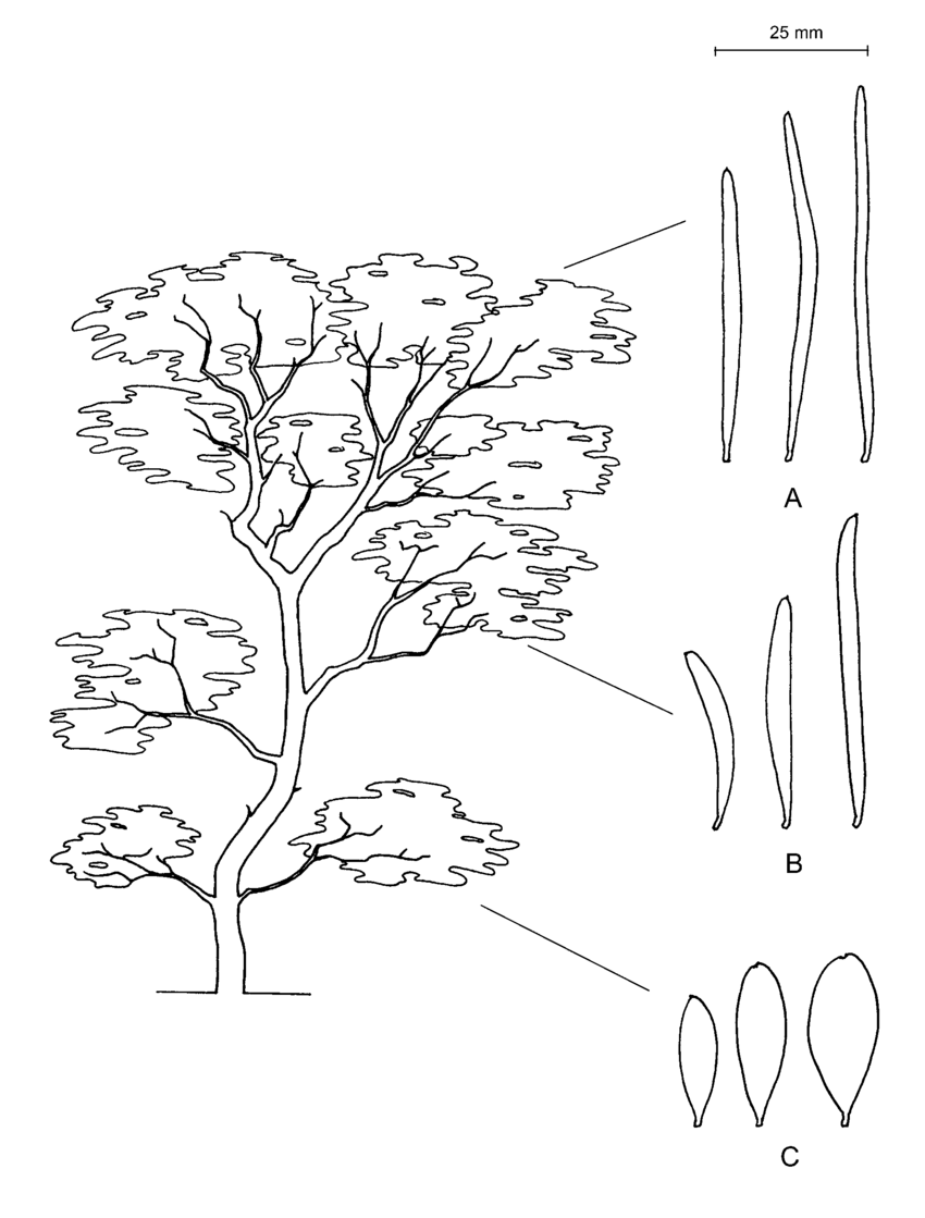 850x1119cacia Sp. Nov. (Holey Mulga) Showing Heteroblastic Foliage On