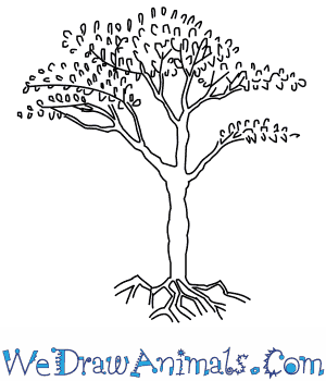 300x350 How To Draw An Acacia Tree